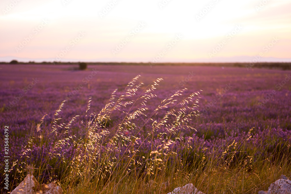 Fototapeta premium lavender field at sunset
