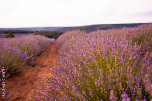 lavender field at sunset