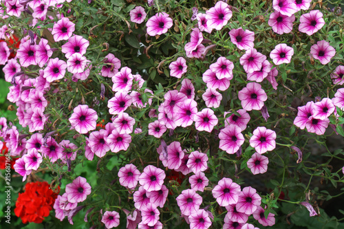 pink petunia flowers in garden