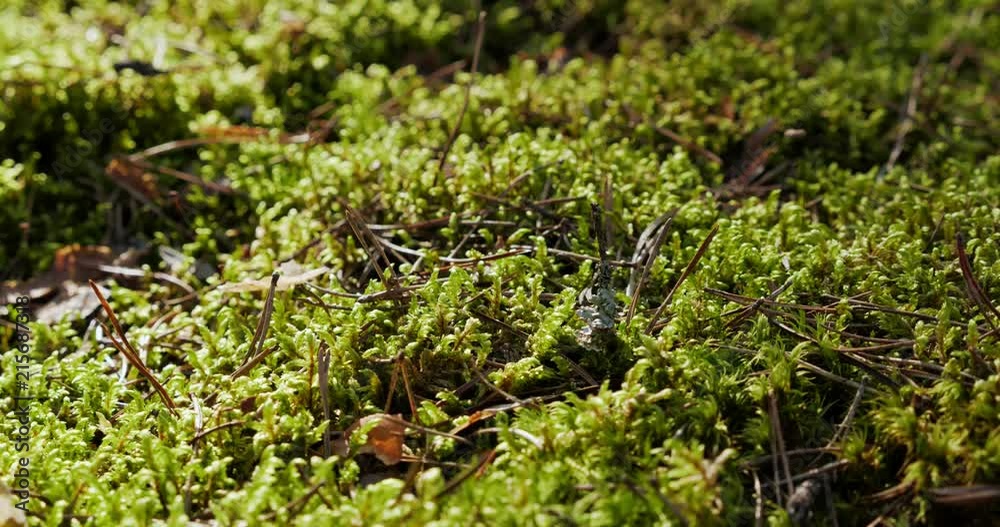 Moss in the forest, close-up Moss in the forest, close-up