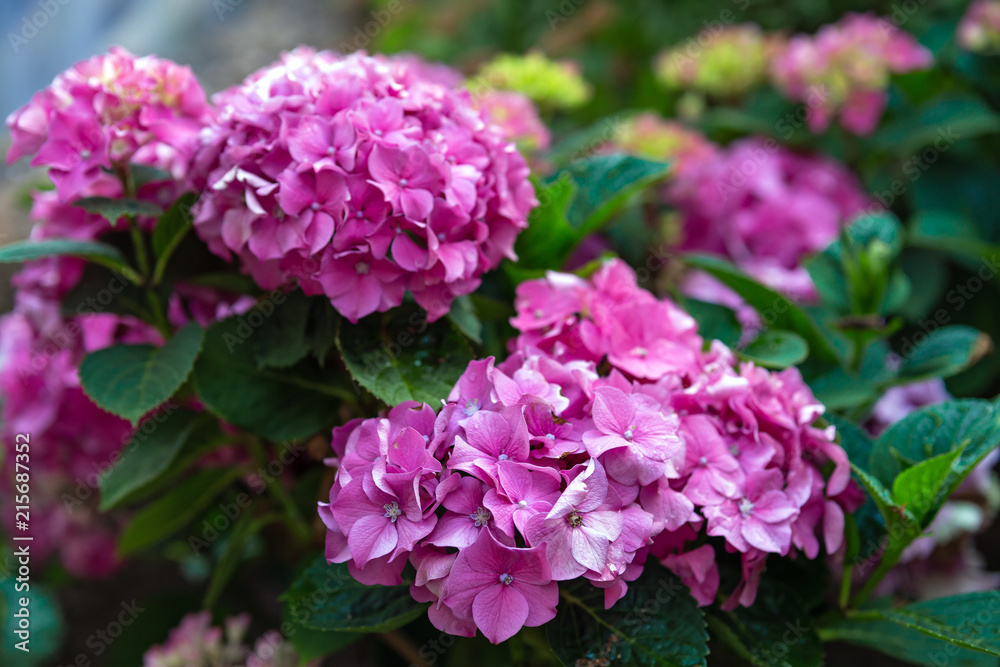 Beautiful hydrangea flowers of different varieties and hues of pink, white and blue. Beautiful hydrangea flowers of different varieties and hues of pink, white and blue.
