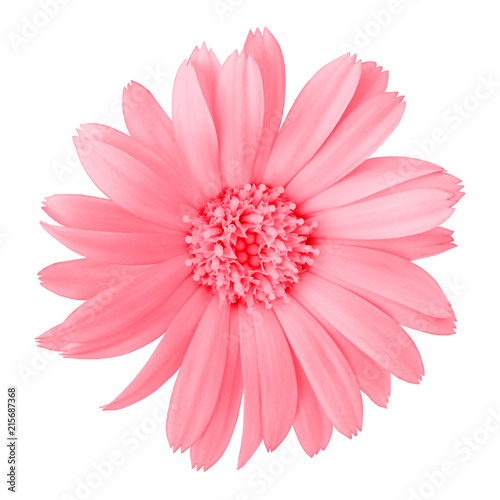 flower pink calendula, isolated on a white background. Close-up. Element of design.