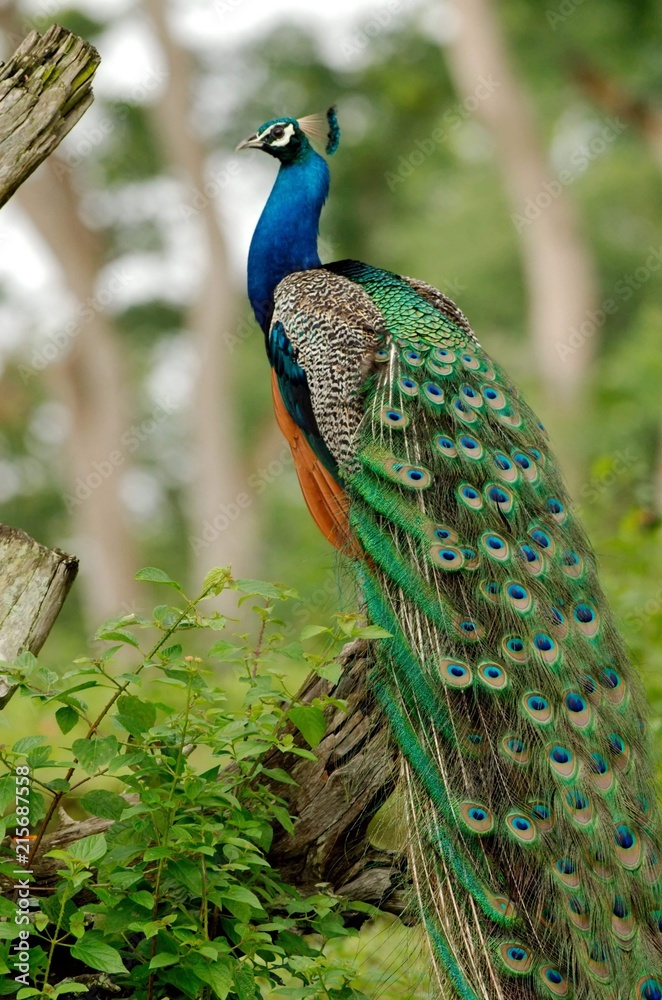 Obraz premium PeaFowl