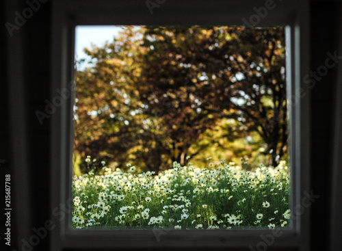 Flower garden outside the window at Showa Kinen Park, Tachikawa in Japan