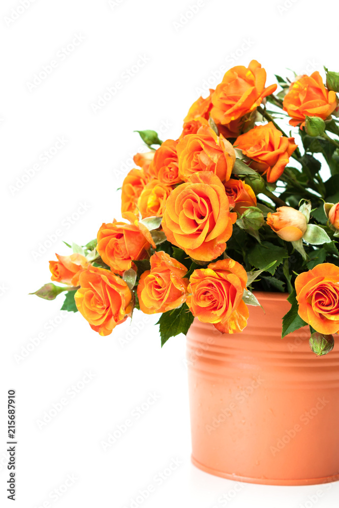 Bouquet of red roses on white.