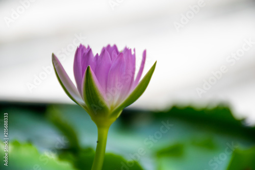 Light purple lotus blooming in the small pond