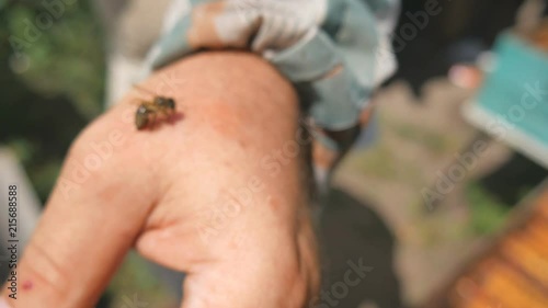 The bee bit the beekeeper, correctly removes the sting. Bee Sting - a weapon of defense and attack.