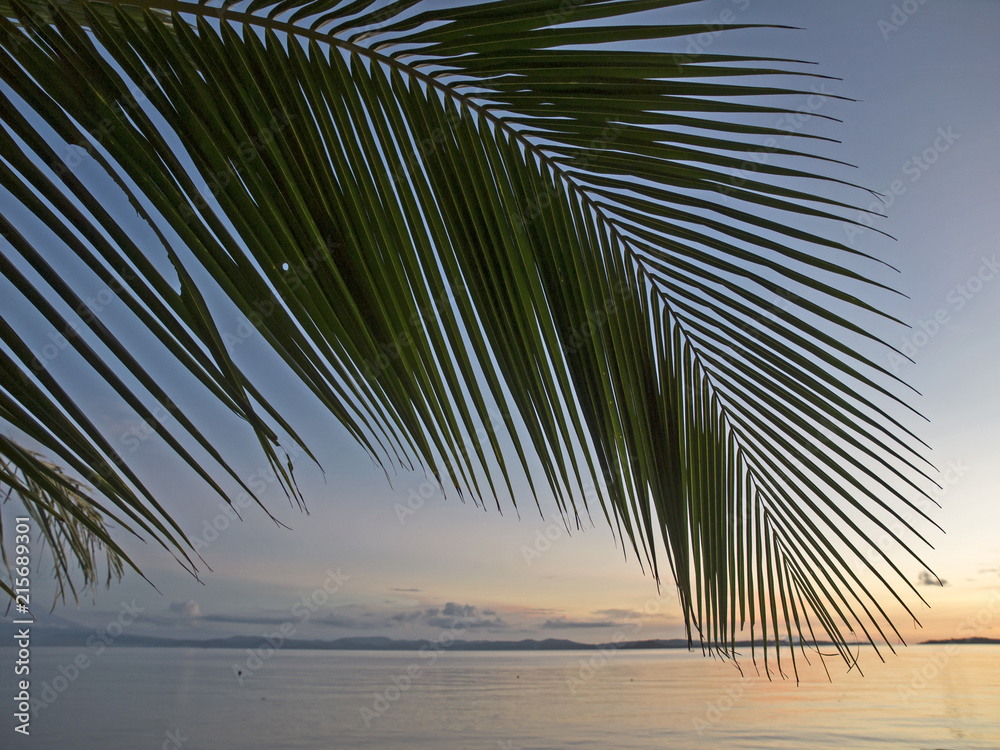 Palm leaf silouette, Silhouette von einem Palmenblatt