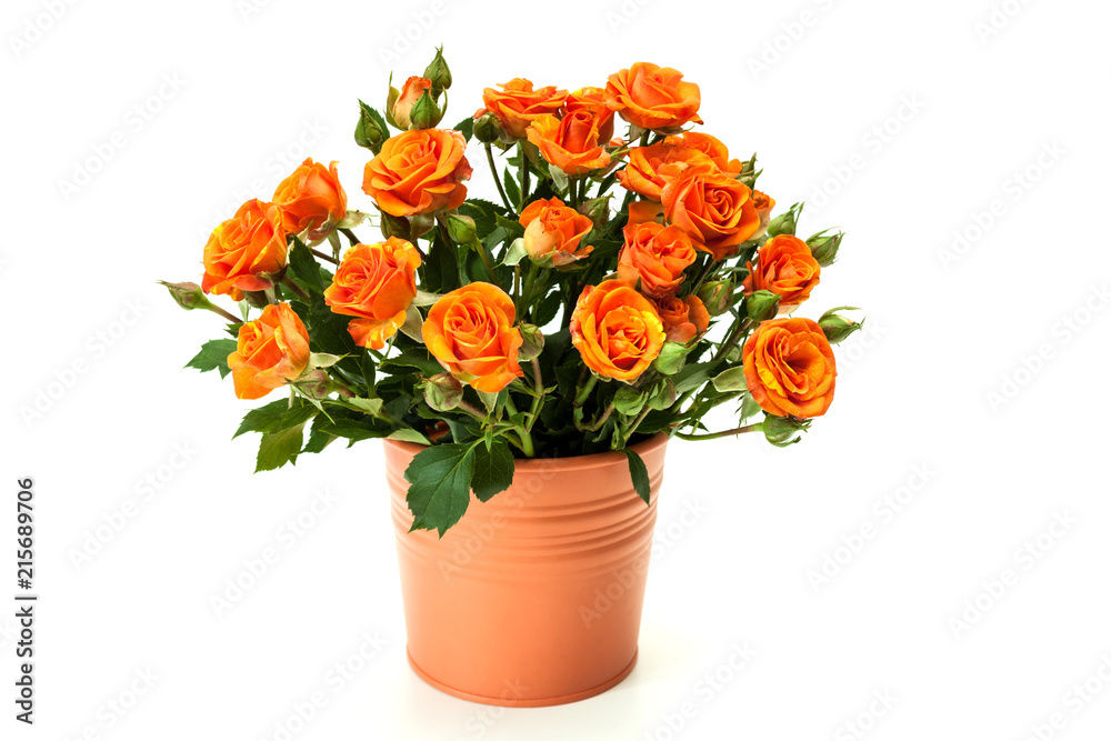 Bouquet of red roses on white. Bouquet of red roses on white.