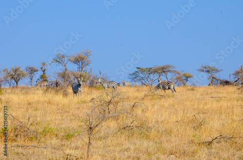 Zebras on African safari