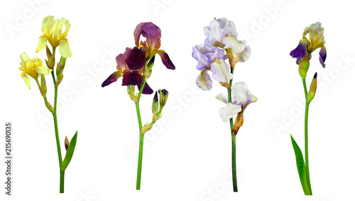Set of colorful colour iris flowers Isolated on white background without shadow. Close-up.