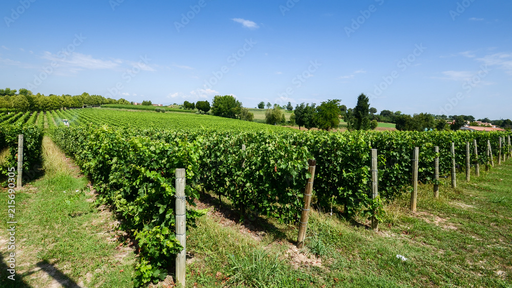 Vineyards in Lombardy, Italy