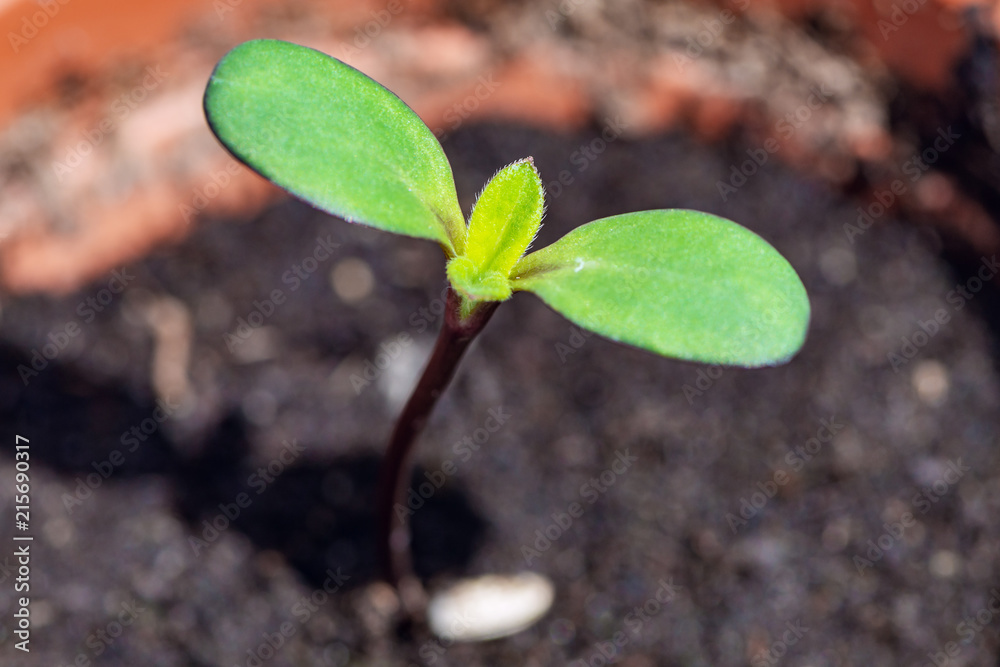 closeup of a sunflower seedling in a flowerpot
