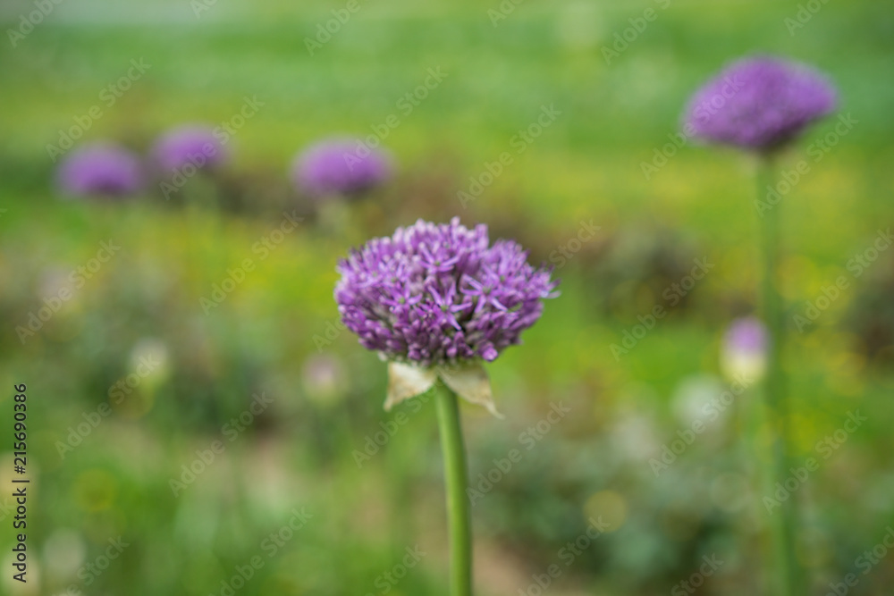field of purple dandelion, taraxum officinale field of purple dandelion, taraxum officinale