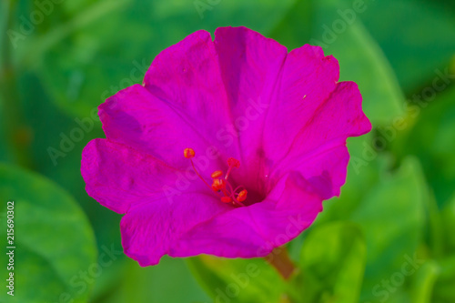 mirabilis jalapa in summer garden