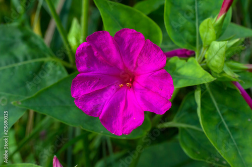 mirabilis jalapa in summer garden