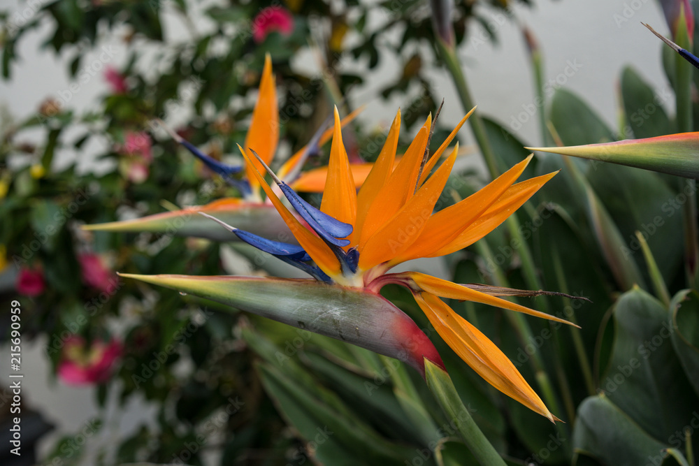 Obraz premium Side view of tropical plant, Orange Bird of Paradise flower, Strelitzia reginae,