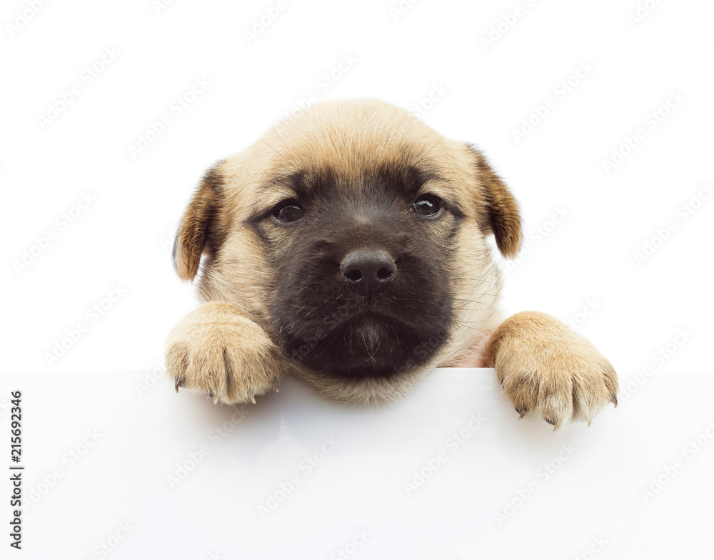 cute small dog or puppy holding empty white banner with space for text cute small dog or puppy holding empty white banner with space for text