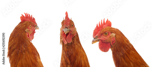 set of rooster head looking at camera collection isolated