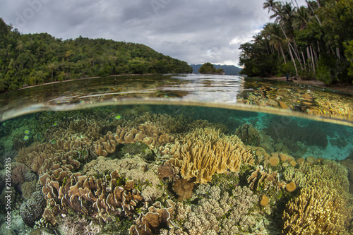 Shallow Reef and Islands in Heart of Coral Triangle  Raja Ampat