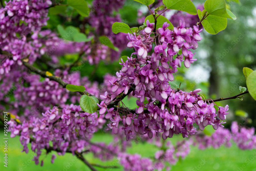 View of blooming red-bud tree covered with flowers in spring View of blooming red-bud tree covered with flowers in spring