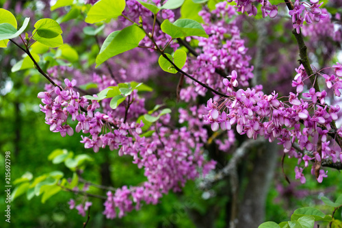 View of blooming red-bud tree covered with flowers in spring