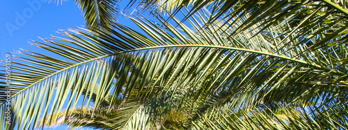 Palm tree banner - leaves against blue sky