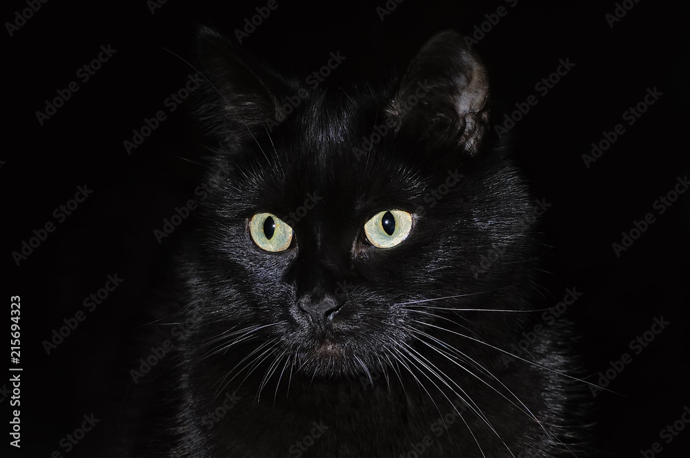 Beautiful young black cat on a black background Beautiful young black cat on a black background