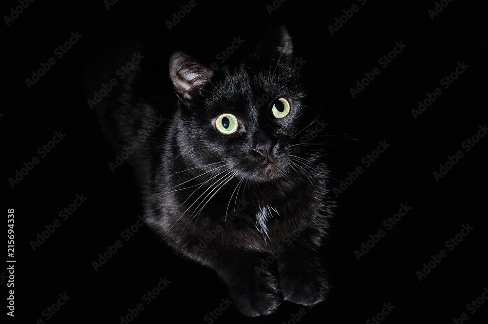 Beautiful young black cat on a black background