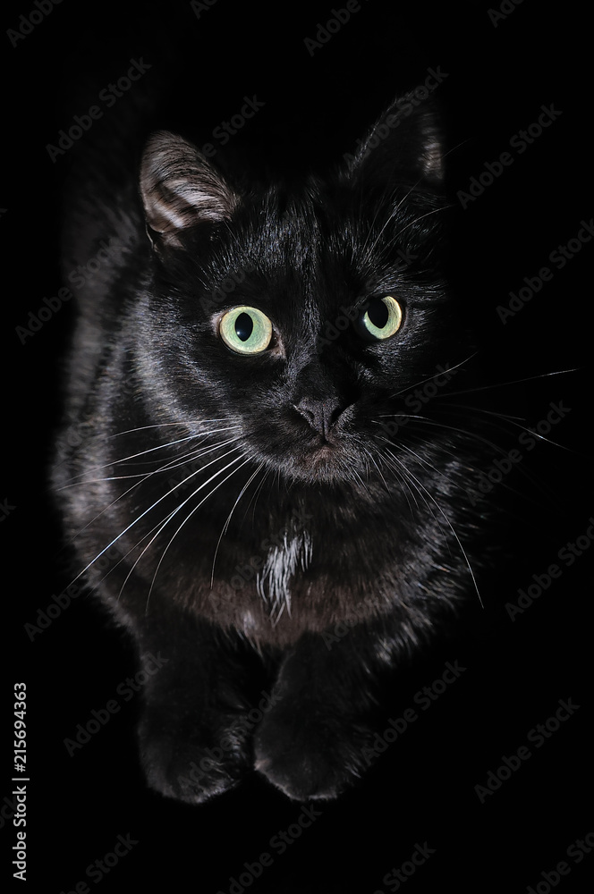 Beautiful young black cat on a black background
