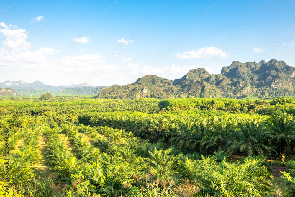 View over oil palm and rubber tree plantations in the south of Thailand. In the background the mountains and the jungle of the Khao Sok national park 