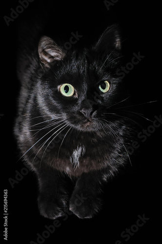 Fototapeta Naklejka Na Ścianę i Meble -  Beautiful young black cat on a black background