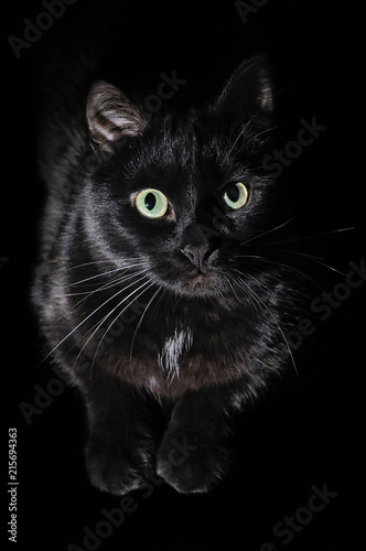 Beautiful young black cat on a black background
