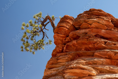 Lone Pine in Zion National Park, Utah, USA