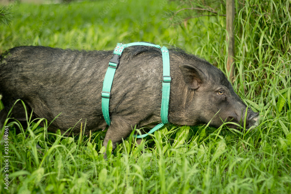 Mini pig walks on the grass. 2019-the year of the earth pig. Mini pig walks on the grass. 2019-the year of the earth pig.
