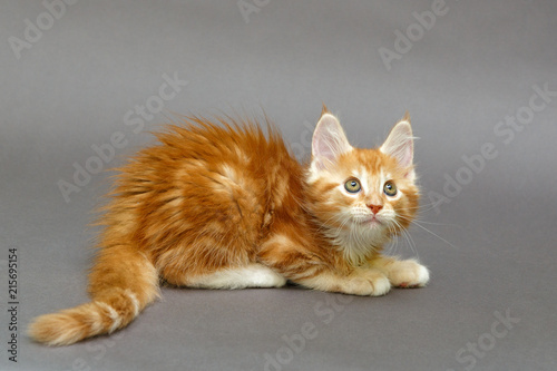 Kitten Maine Coon © Okssi
