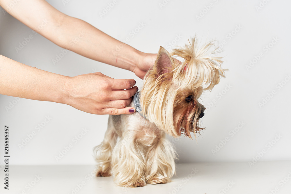 hands hold dog on a light background hands hold dog on a light background