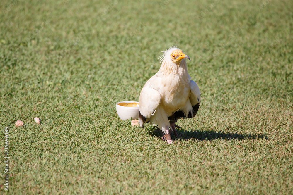 Fototapeta premium Egyptian vulture breaking plastic eggs with stones. 