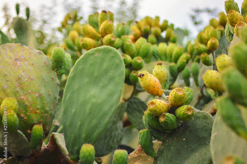Sabres, fruits of Opuntia ficus-indica (species of cactus) , also called as Indian fig opuntia, Barbary fig, cactus pear, spineless cactus, and prickly pear. Sabres, fruits of Opuntia ficus-indica (species of cactus) , also called as Indian fig opuntia, Barbary fig, cactus pear, spineless cactus, and prickly pear.