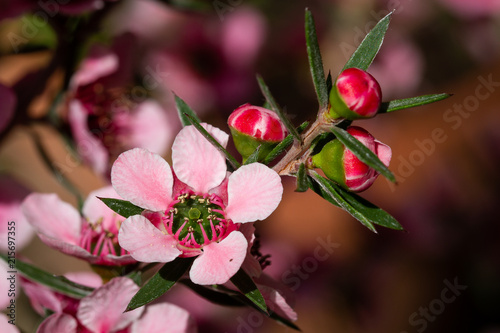 Leptospermum Flowers And Buds photo