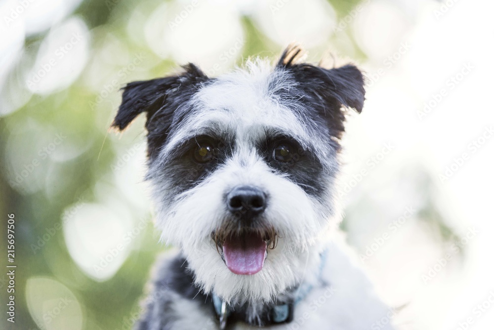 Cute black and white dog head close up. Dog portrait