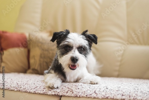 cute terrier dog sitting on couch
