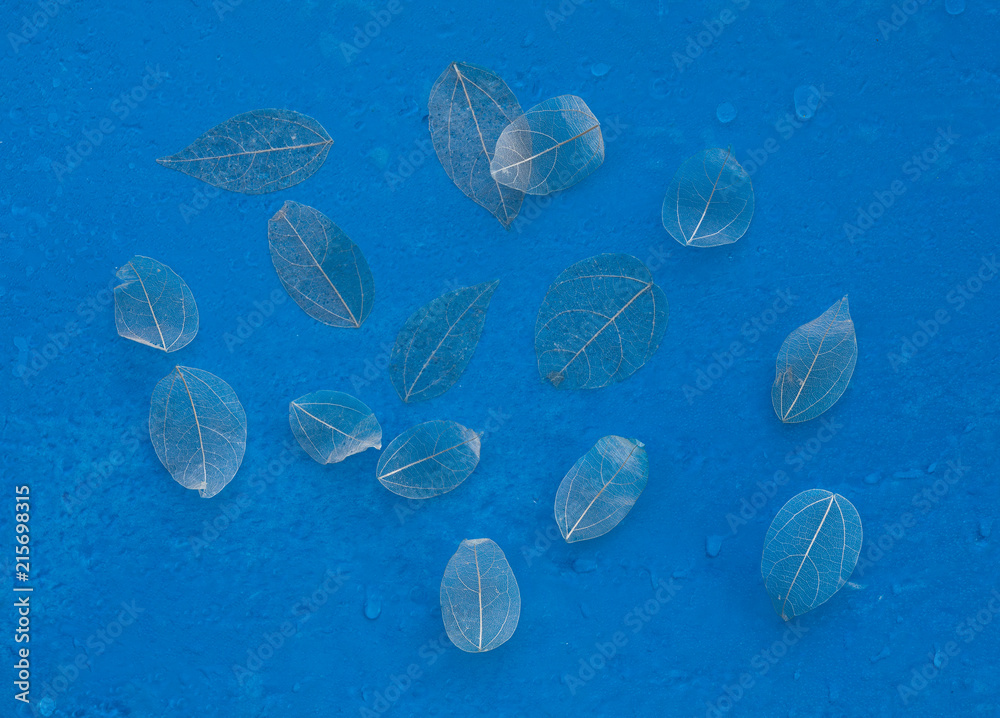 Transparent skeleton leaf with beautiful texture on blue background Transparent skeleton leaf with beautiful texture on blue background