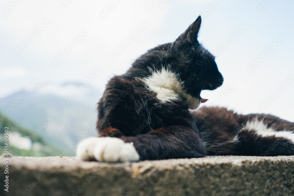 Obraz premium cat in the mountains