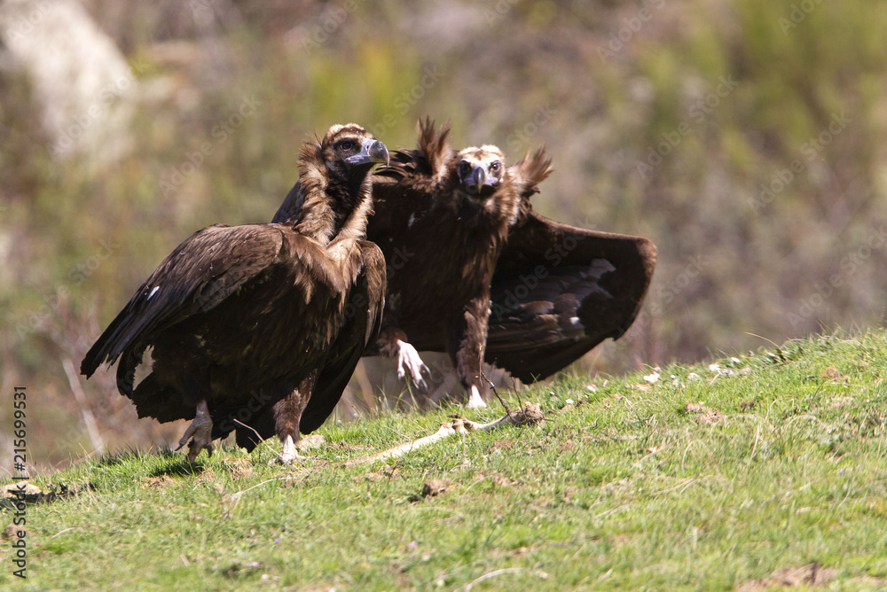 Fototapeta premium Black vulture. Aegypius monachus