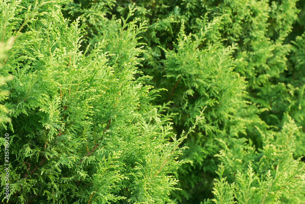 thuja tree branches closeup thuja tree branches closeup