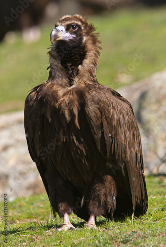 Black vulture. Aegypius monachus