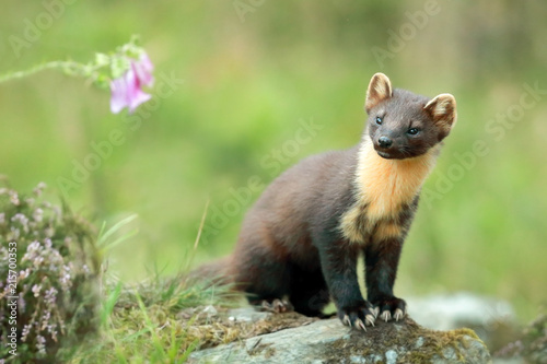 Pine Marten photo