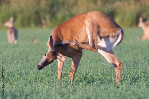 deer doe scratch itch
