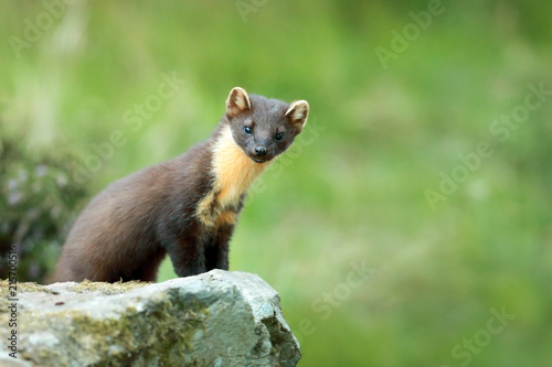 Pine Marten